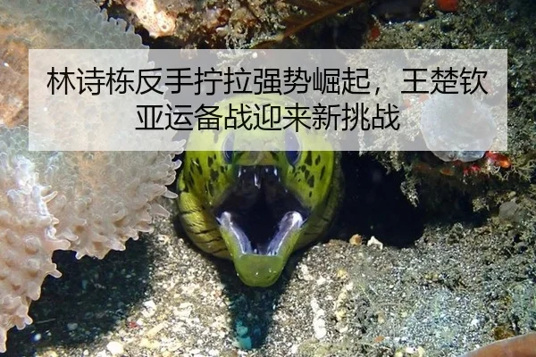 林诗栋反手拧拉强势崛起，王楚钦亚运备战迎来新挑战